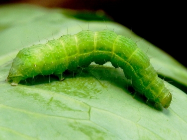 2441 Siver Y (Autographa gamma) cabbage looper moth caterpillar