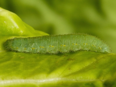 1550 Small White Butterfly (Pieris rapae) fully grown caterpillar