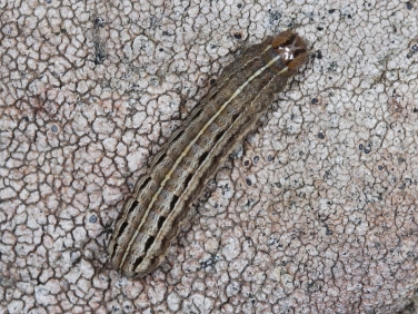 2196 Striped Wainscot (Mythimna pudorina) caterpillar to be reared through for confirmation