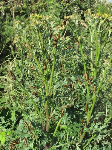 2069 The Cinnabar (Tyria jacobaeae) - larva