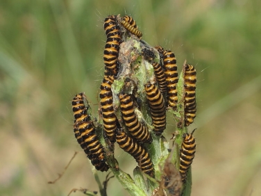 2069 The Cinnabar (Tyria jacobaeae) - larvae