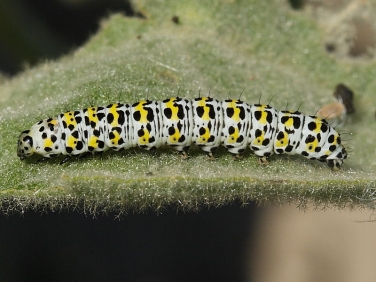 2221 The Mullein (Shargacucullia verbasci) - larva