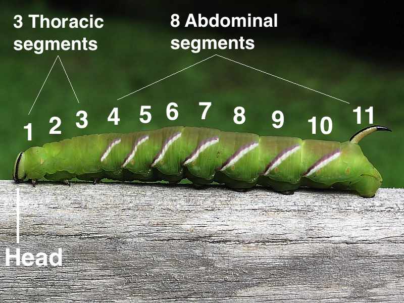 Caterpillar Anatomy | Wildlife Insight