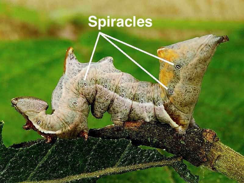 Caterpillar Anatomy