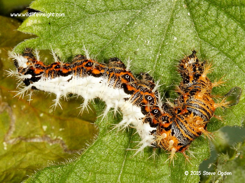 comma-butterfly- caterpillar_(Polygonia c-album) © 2013 Steve Ogden