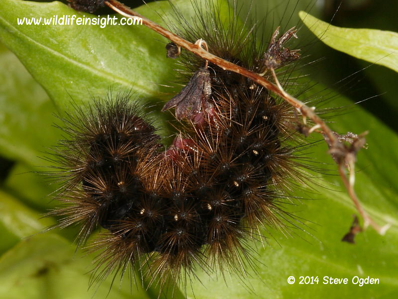 Cream-spot tiger moth caterpillar overwintered and fully grown © 2014 Steve Ogden
