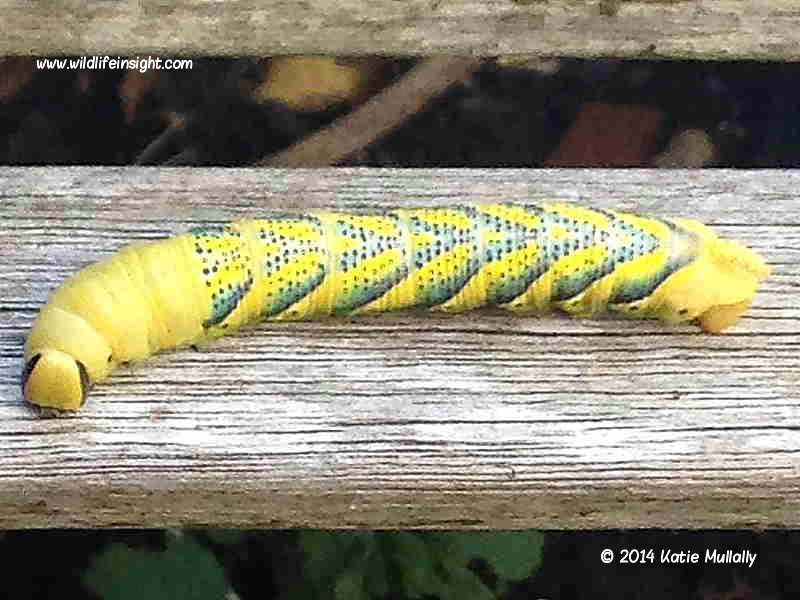 Death's Head Hawkmoth caterpillar recorded by Katie Mullally in Hillingdon outside London on back of garden bench.