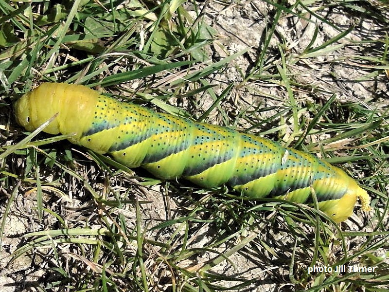 Deaths Head Hawkmoth caterpillar recorded by Jill Turner in Wiltshire. 