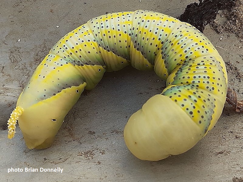 Death's Head Hawkmoth caterpillar recorded by Brian Donnelly by north west France
