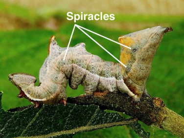Caterpillar Anatomy | Wildlife Insight