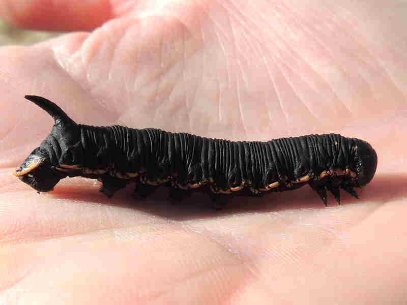 Convolvulus Hawkmoth larva half grown © P Barron
