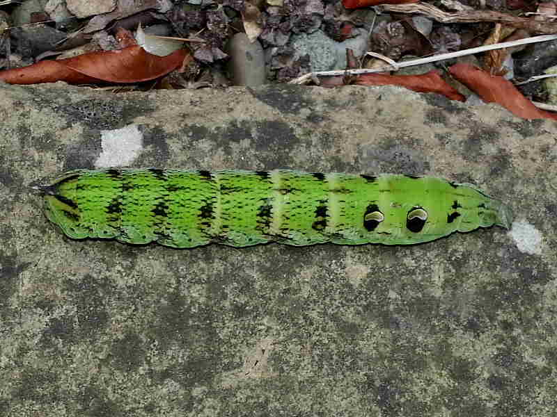 1991 Elephant Hawk-moth (Deilephila elpenor) - green form of caterpillar © K Holmes