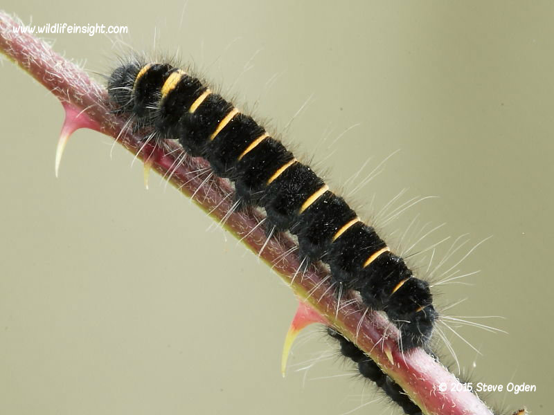 14 day old fox moth caterpillar © 2015 Steve Ogden