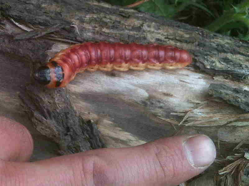 Goat Moth (Cossus cossus) fully grown caterpillar © P.Sellens