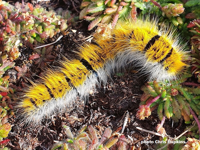 Bright yellow form of Grass Eggar caterpillar recorded in The Isles of Scilly by Chris Hopkins.