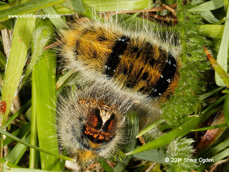 Grass  Eggar moth caterpillar curled up amongst grass blades © 2014 Steve Ogden