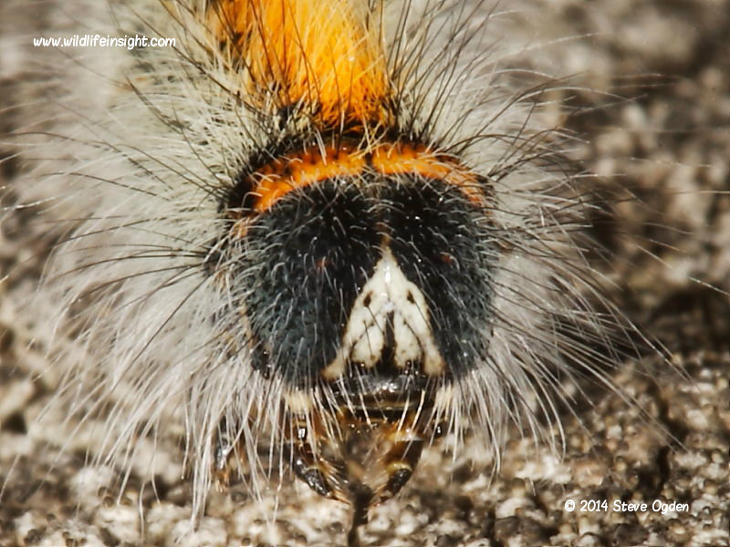 Head of a Grass  Eggar moth caterpillar (Lasiocampa trifolii)  © 2014 Steve Ogden