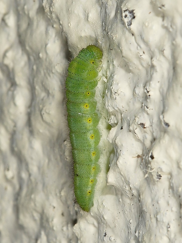 Green-veined White (Pieris napi) - larva