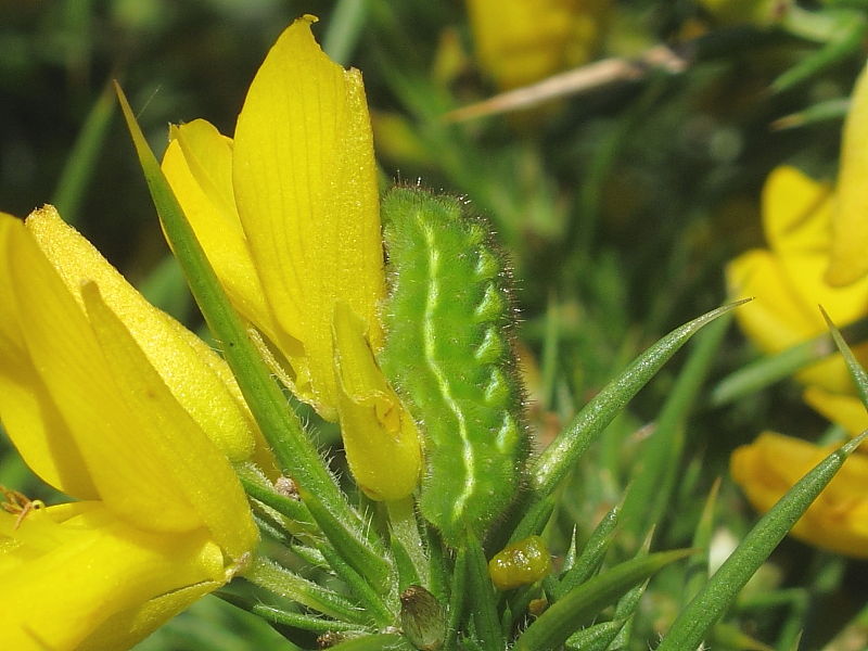 Green Hairstreak (Callophrys rubi) - larva