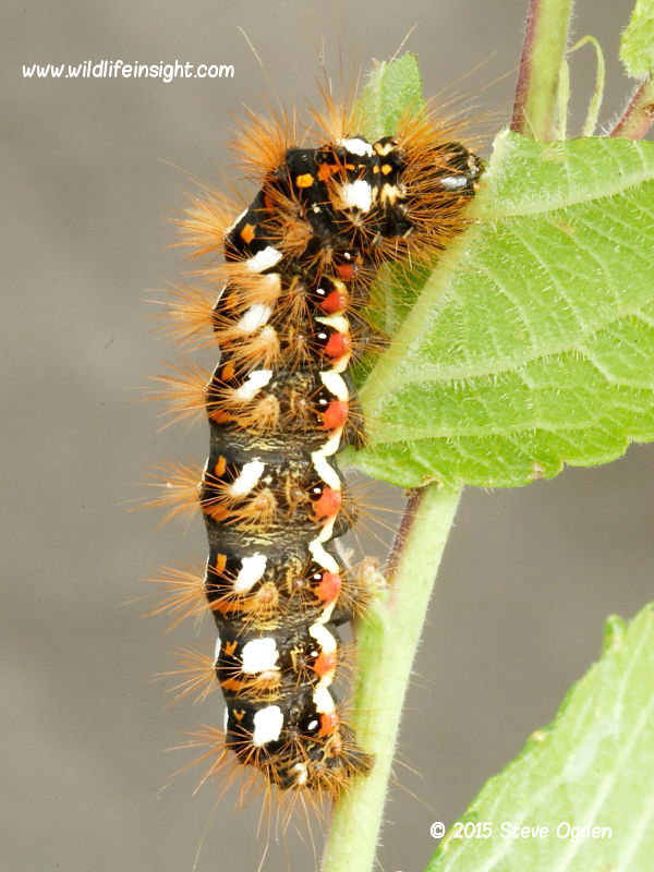 The knot Grass caterpillar final instar larva © 2015 Steve Ogden 