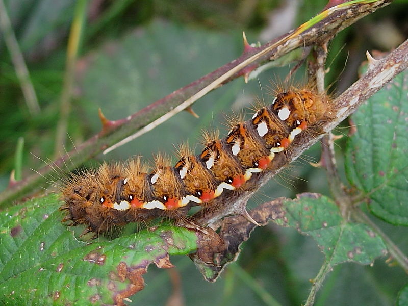 Knot Grass (Acronicta rumicis) caterpillar- brown form  © Steve Ogden