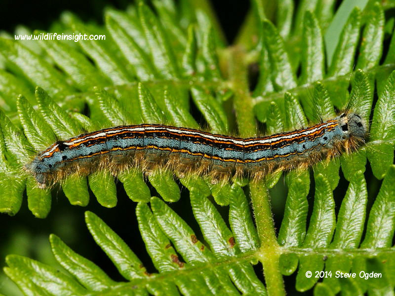 Lackey  caterpillar fully grown basking on bracken © 2014 Steve Ogden