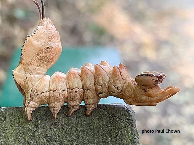 Lobster Moth caterpillar in Cornwall, UK photo Paul Chown.