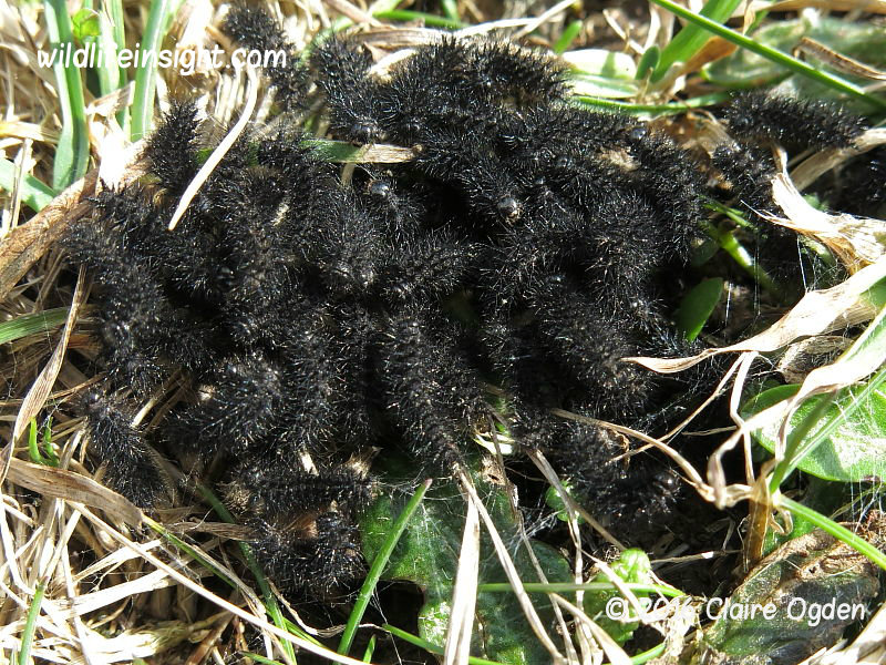 http://www.wildlifeinsight.com/wp-content/gallery/gb_caterpillars/marsh-fritillary-over-wintered-caterpillars_February-Cornwall-4177.jpg