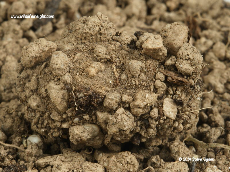 The Mullein moth cocoon (Shargacucullia verbasci) in soil © 2014 Steve Ogden