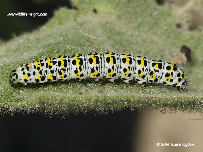 The Mullein (Shargacucullia verbasci) late instar caterpillar on mullein © 2014 Steve Ogden