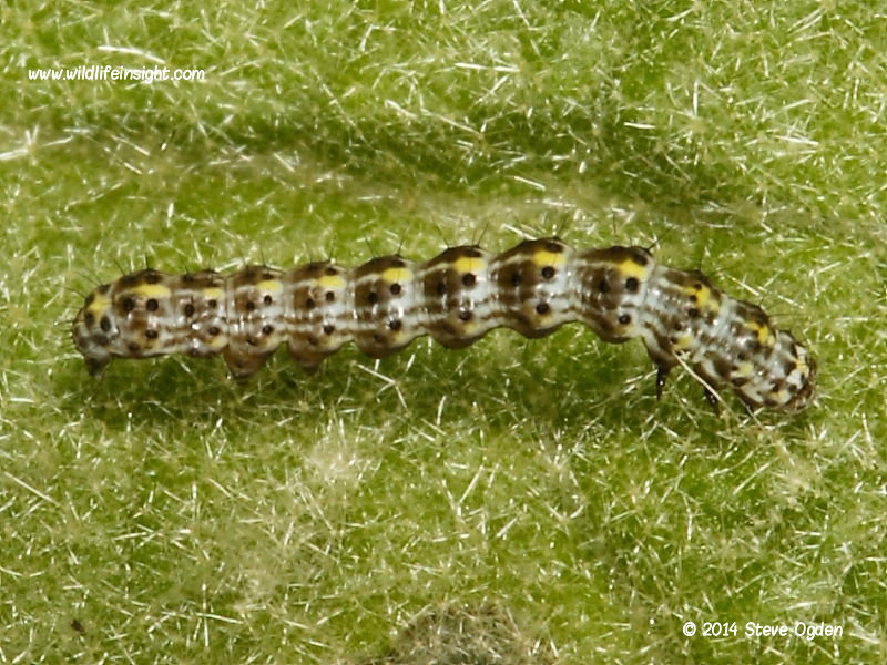 The Mullein (Shargacucullia verbasci) early instar caterpillar on mullein © 2014 Steve Ogden