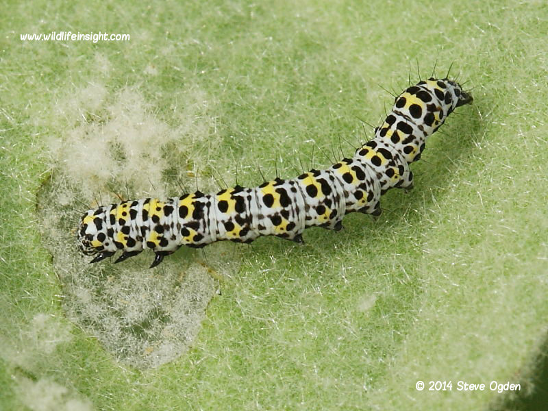 The Mullein moth caterpillar (Shargacucullia verbasci) mid instar on mullein © 2014 Steve Ogden