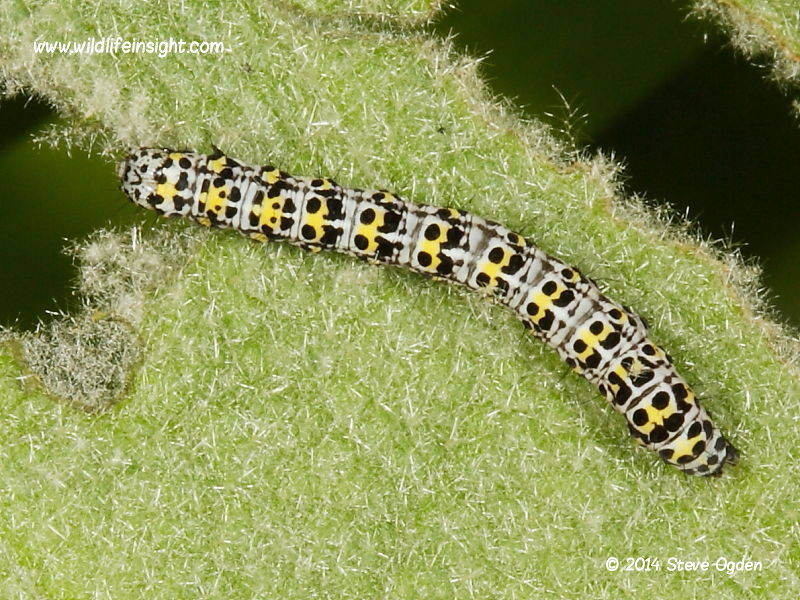 The Mullein (Shargacucullia verbasci) mid instar caterpillar on mullein  © 2014 Steve Ogden