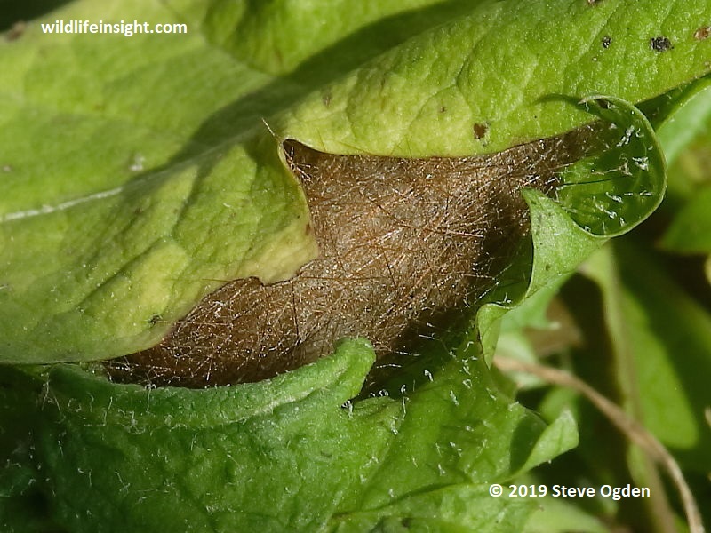 Muslin Moth cocoon spun amongst plant litter