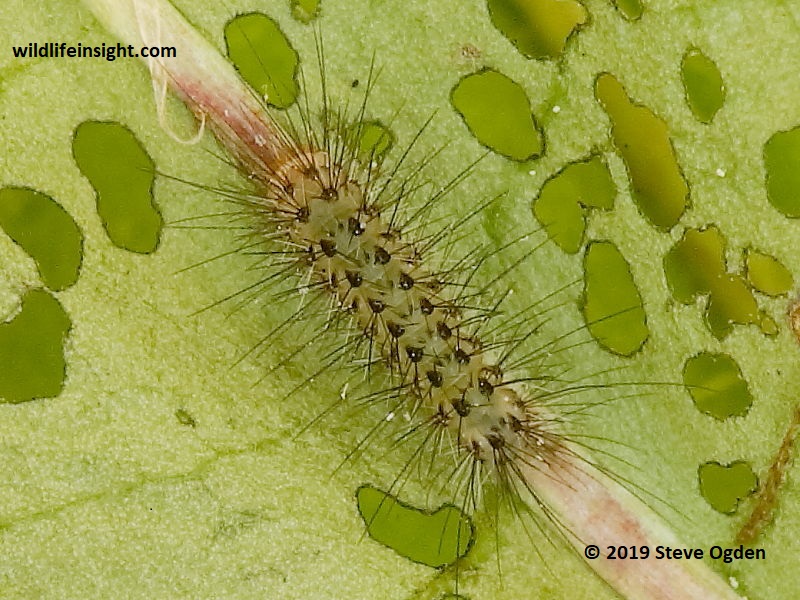 7 day old 4 mm Muslin Moth caterpillar