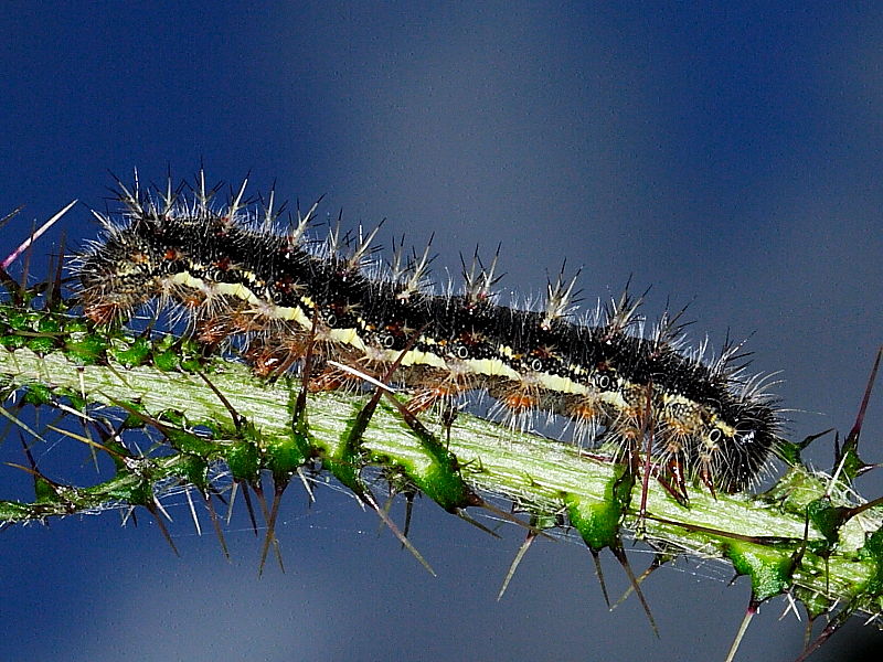 Painted Lady (Vanessa cardui) caterpillar