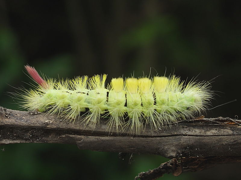 Green Hairy Caterpillar 24