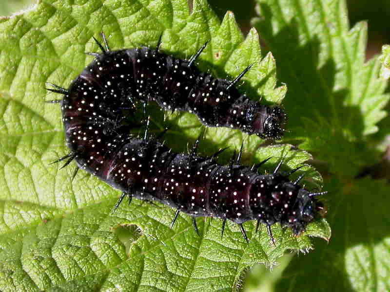Peacock (Inachis io) caterpillar