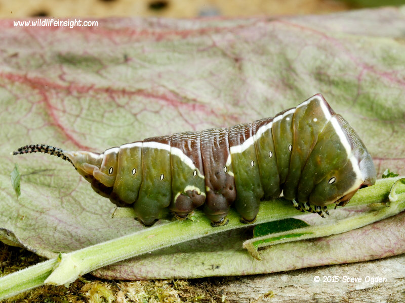 Puss Moth (Cerura vinula) pre pupating caterpillar © 2015 Steve Ogden