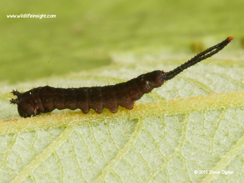 Puss Moth 2 day old caterpillar (Cerura vinula) on sallow © 2015 Steve Ogden