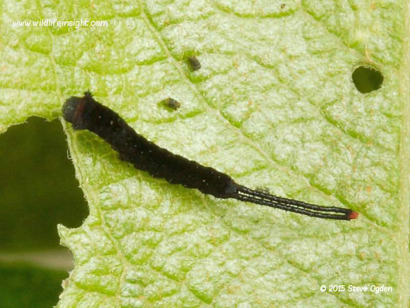 Puss Moth 2 day old caterpillar (Cerura vinula) © 2015 Steve Ogden