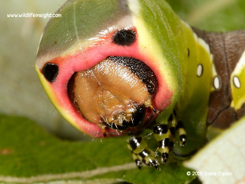 Puss-Moth-caterpillar-head_ (Cerura vinula)_© 2015 Steve Ogden