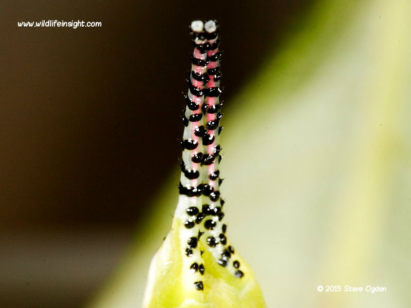 Puss-moth-caterpillar's elongated rear claspers containing retracted red flagellae © 2015 Steve Ogden 