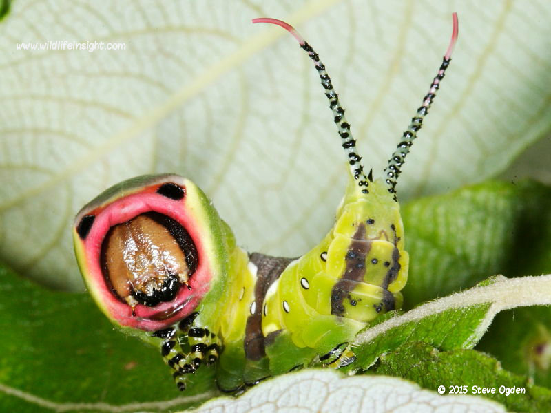 Puss Moth caterpillar (Cerura vinula)  © 2015 Steve Ogden