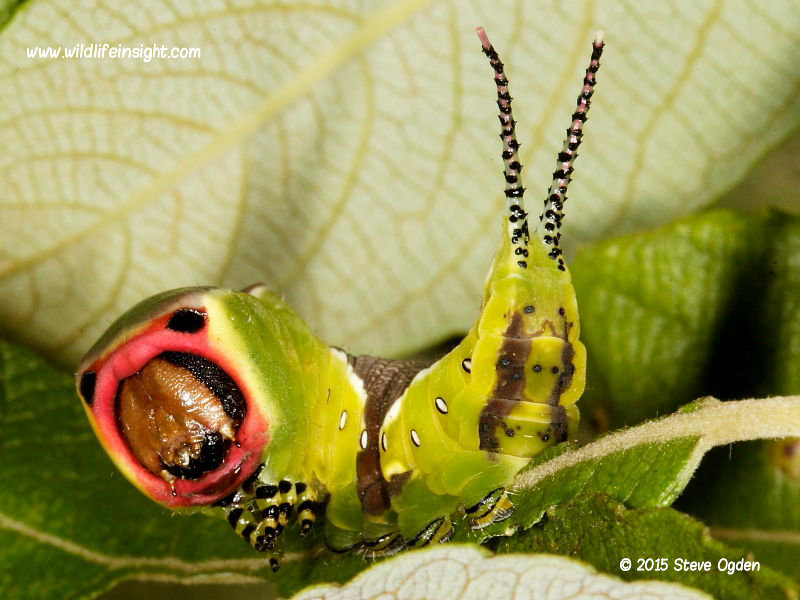 Puss Moth caterpillar (Cerura vinula)  with withdrawn red flagellae © 2015 Steve Ogden