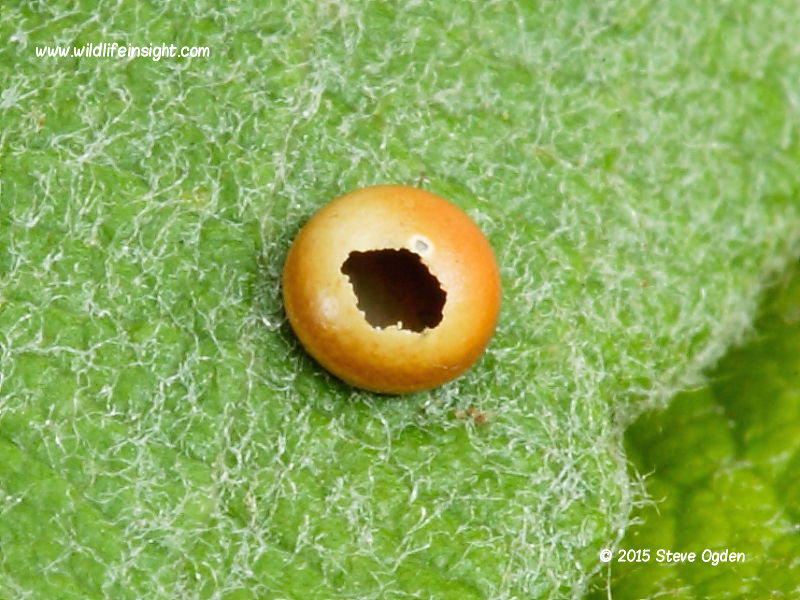 Hatched Puss Moth egg  (Cerura vinula)  on sallow © 2015 Steve Ogden