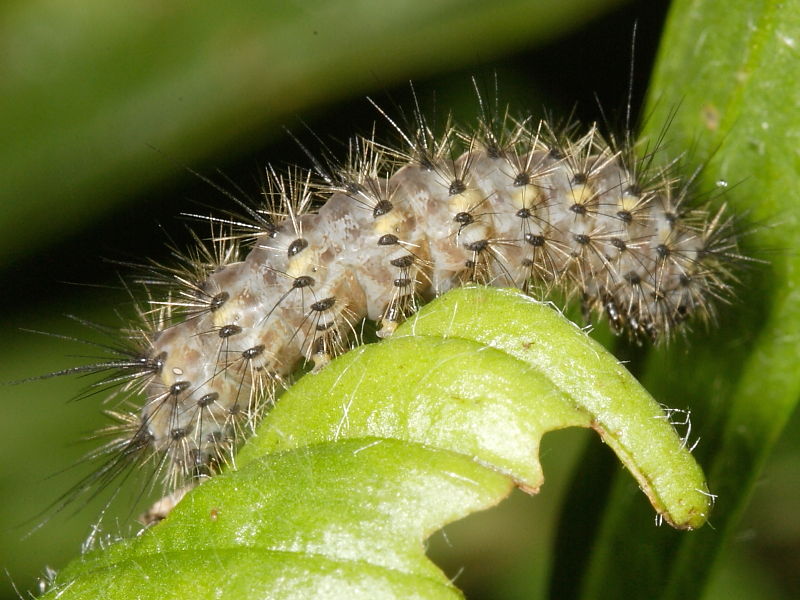 Ruby Tiger 12mm second brood caterpillar recorded in September in north Cornwall, UK. © 2009 Steve Ogden