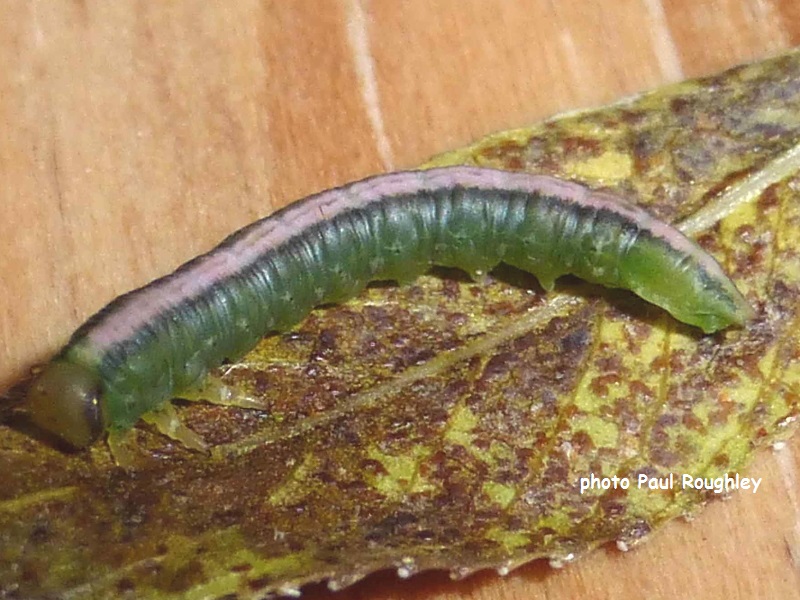 Sawfly larva possibly Nematus bergmanni photo Paul Roughley