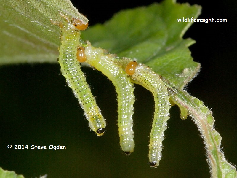 Sawfly caterpillars on rose leaves © 2014 Steve Ogden
