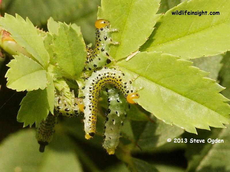 Sawfly caterpillars on wild rose leaves © 2013 Steve Ogden